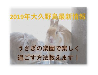 【うさぎの楽園】大久野島でウサギと楽しく遊ぶコツを教えます！【２０１９年版】