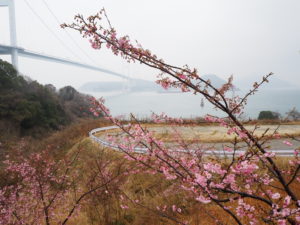 サンライズ糸山の河津桜