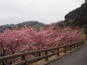 ２０２０年２月大角海浜公園の河津桜