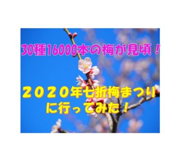 【2020年版】愛媛県梅の名所、七折梅園の梅まつりに行ってみた【１６０００本の梅！】