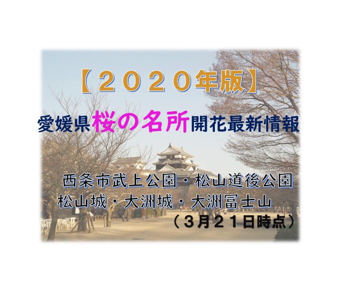2020年愛媛県桜の名所開花最新情報