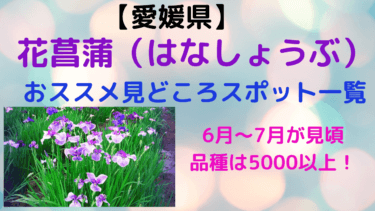 愛媛県の花菖蒲スポット