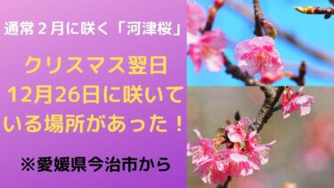 【春の訪れ】クリスマス翌日に開花するフライング河津桜を求めて愛媛今治へ！