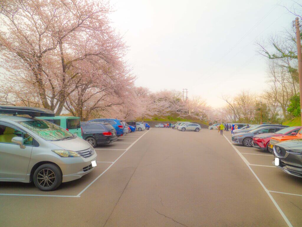 紫雲出山桜満開時に日の出を見に行った